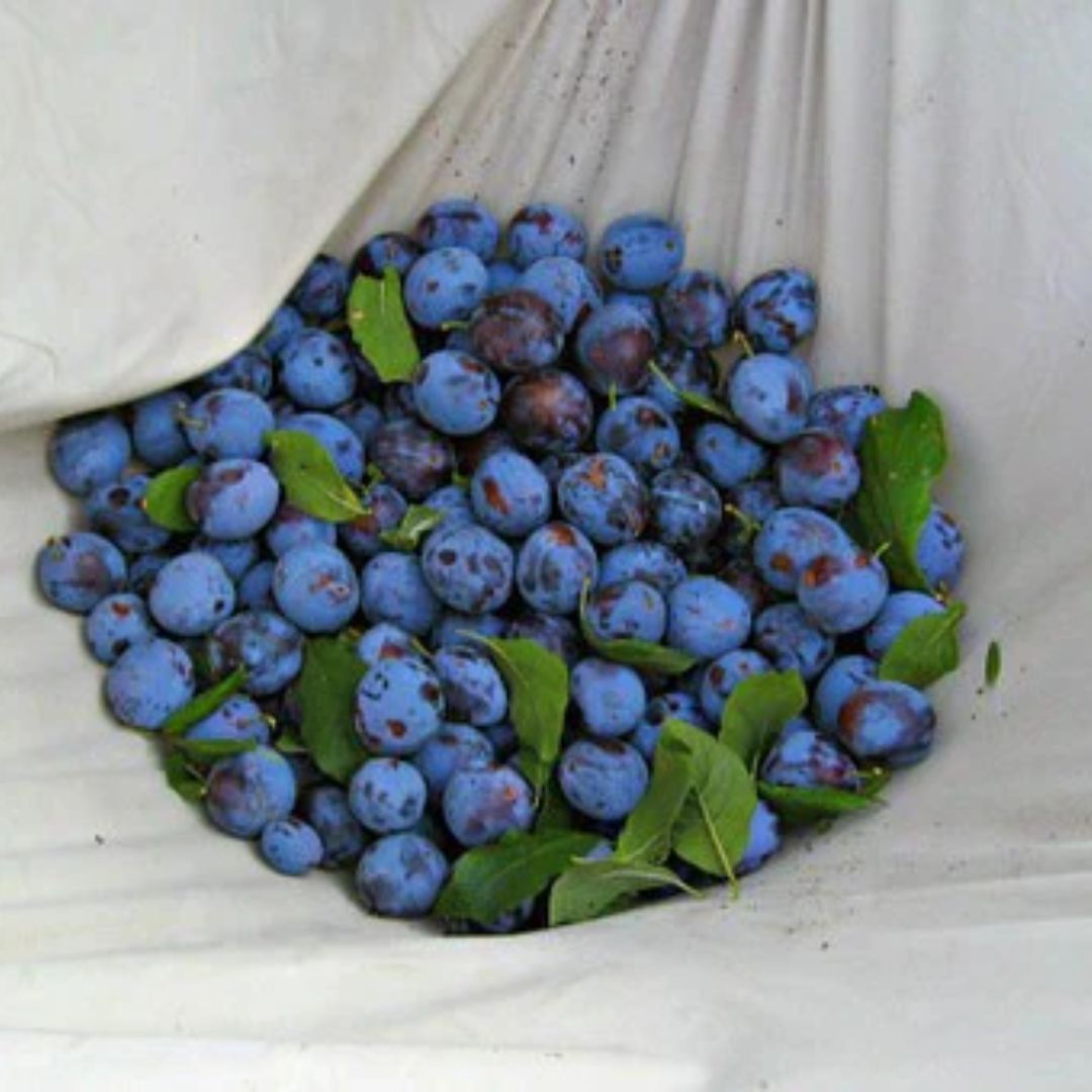 Blåbær & Æble smoothie - Med Bone Broth.